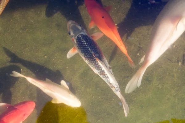 Kois doğrudan doğruya--dan üst