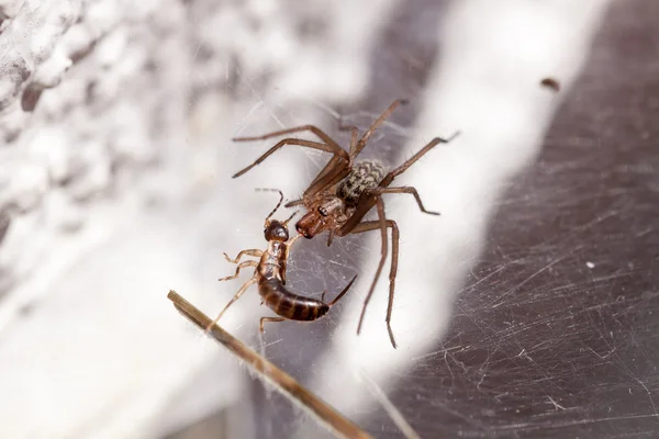 Titanların çatışması.