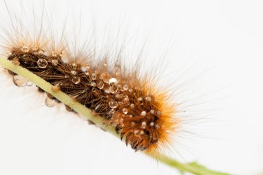 Caterpillar of a brown bear clipart