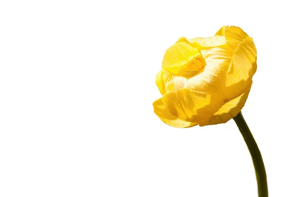 Tender Spring Yellow — Stock Photo, Image