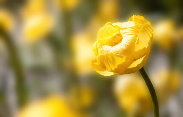 Tender Spring Yellow — Stock Photo, Image