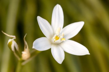 bethlehem yıldızı