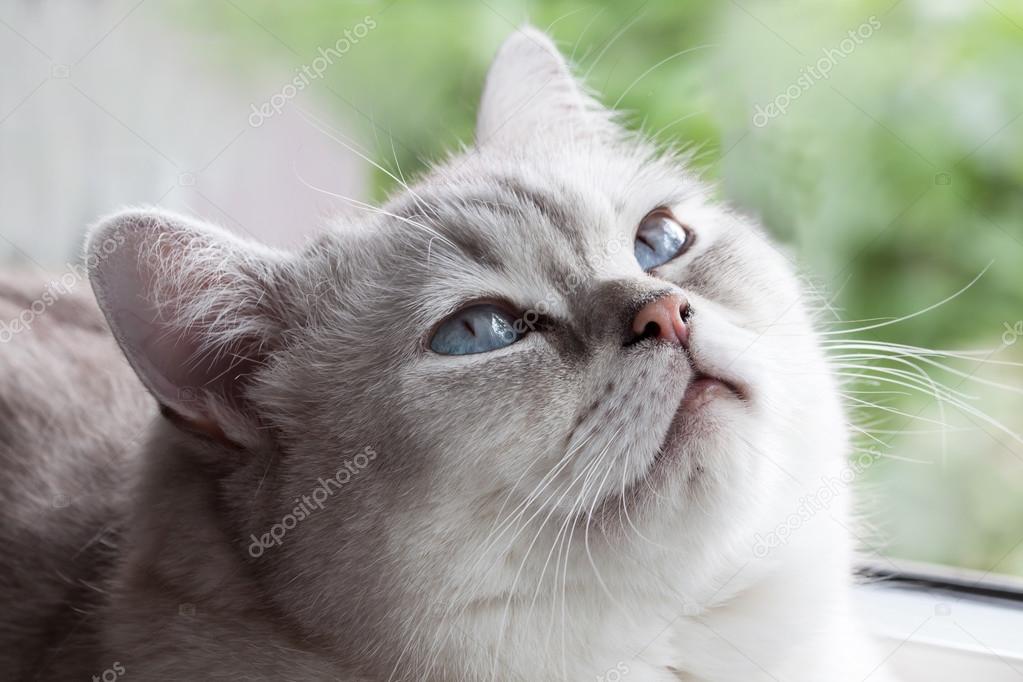 Schläfrig Blaue Augen Stockfoto Mmmhagenbucher 78886408