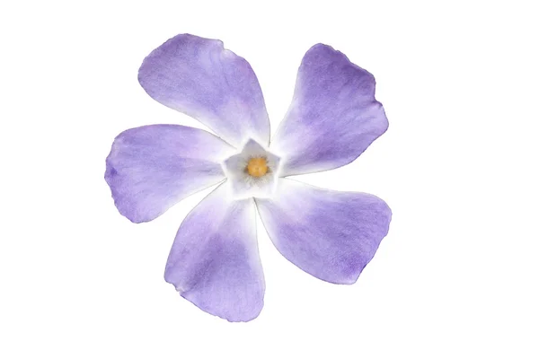 Purple periwinkle — Stock Photo, Image