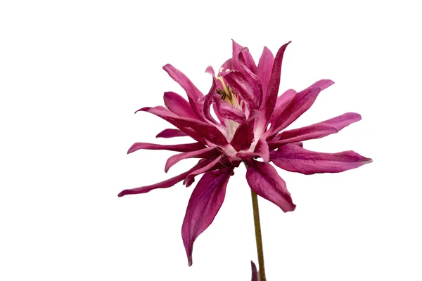 Şarap kırmızı vahşi Dahlia