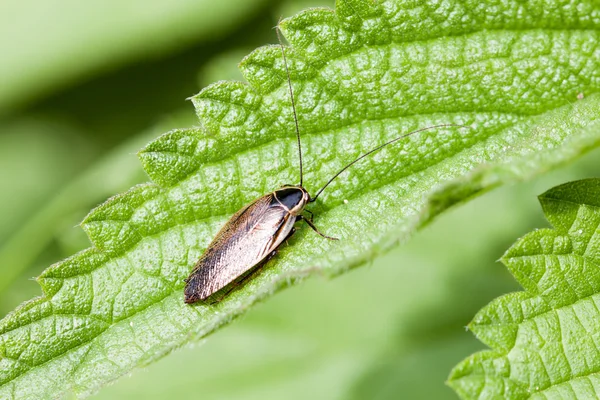 Lapland hamamböceği