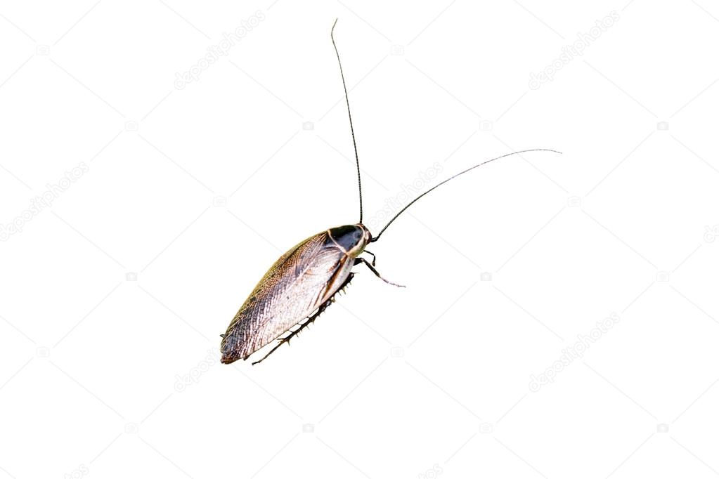 Lapland cockroach