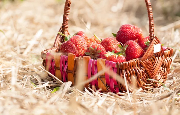 一篮子的草莓 图库图片