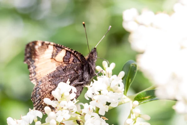 Een teken van de lente — Stockfoto