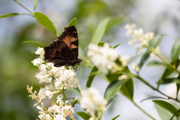 Een teken van de lente — Stockfoto