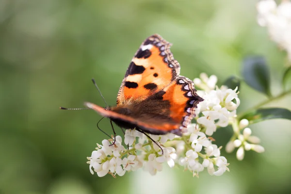 Een teken van de lente — Stockfoto