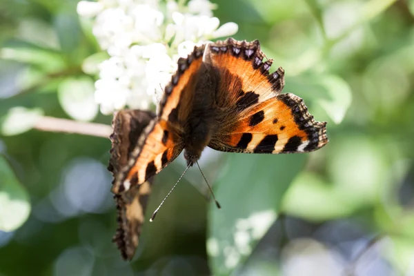 Een teken van de lente — Stockfoto