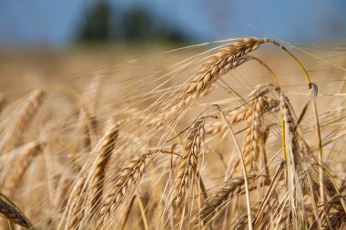 Arpa yaz sabah ışık