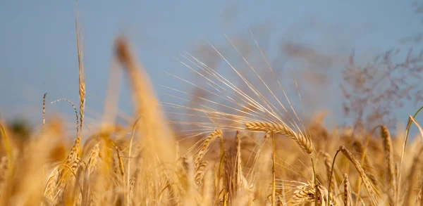 Gerst in zomer ochtend licht — Stockfoto