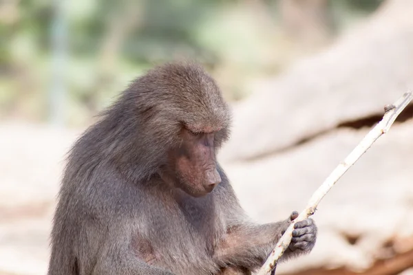 Baviaan met stok — Stockfoto