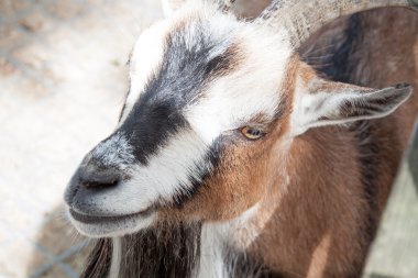 Cüce keçi - dilenci bir cüce keçi