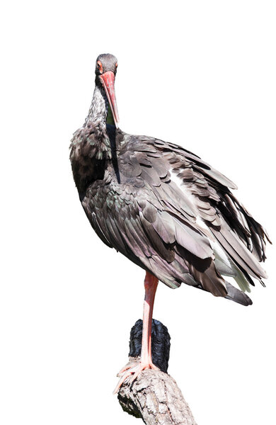 A Black Stork