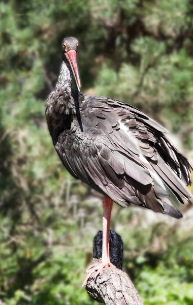 Una cigüeña negra — Foto de Stock