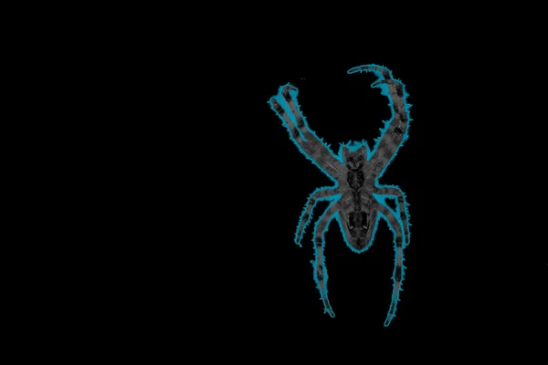 Mavi kenarlıklı bir örümcek sembolü