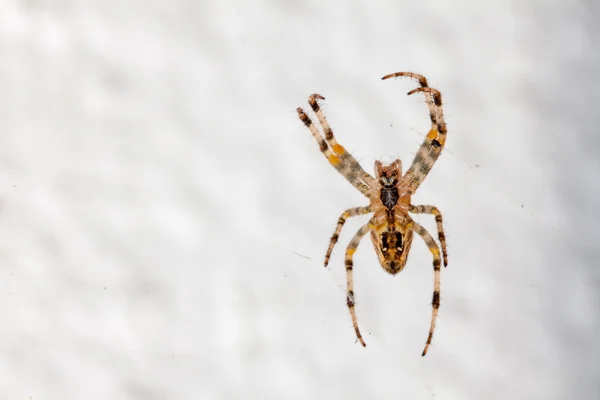 Spider while spinning — Stock Photo, Image