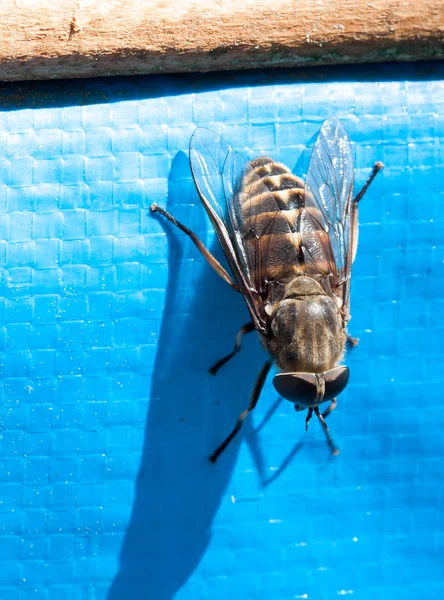 Fly / brake / horsefly — Stock Photo, Image