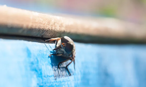 Mosca / freno / mosca de caballo — Foto de Stock