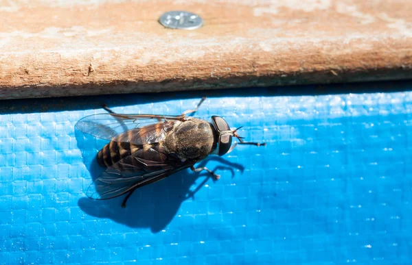 Fly / brake / horsefly — Stock Photo, Image