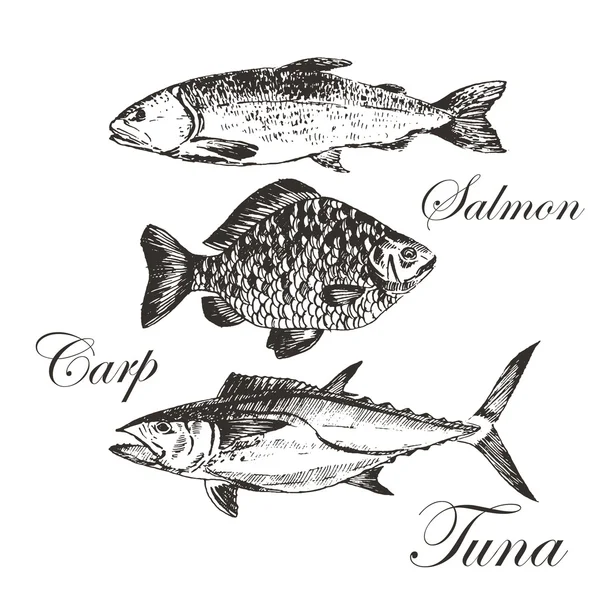 물고기를 벡터 드로잉-연어, 송어, 잉어, 참치를 스케치. 그려진된 바다 음식 그림을 손 — 스톡 벡터