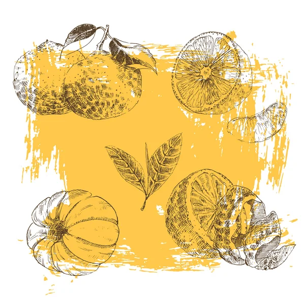 Vintage mürekkep elle çizilmiş koleksiyonu narenciye eskiz - limon, mandalina, portakal