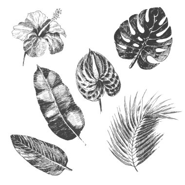 vektör el çizilmiş tropikal bitkiler ve egzotik çiçek - palmiye yaprakları