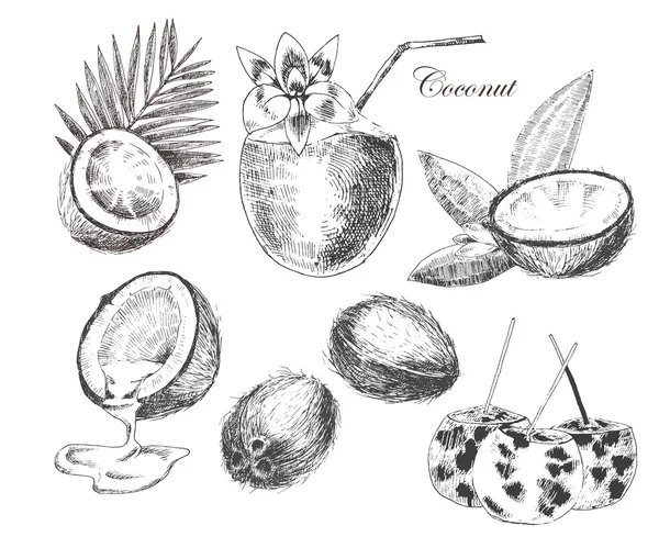 Schizzo disegnato a mano delle noci di cocco vettoriali con foglia di palma. illustrazione dettagliata di inchiostro e matita in stile vintage — Vettoriale Stock