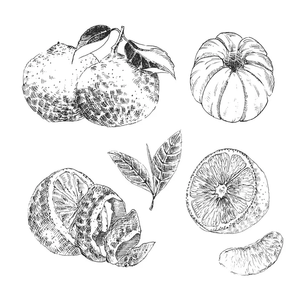 Vintage inkt hand getrokken collectie van citrusvruchten sketch - citroen, Mandarijn, sinaasappel — Stockvector