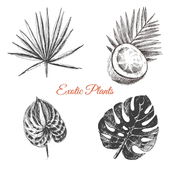 矢量手绘热带植物和奇花异草-棕榈叶 — 图库矢量图片