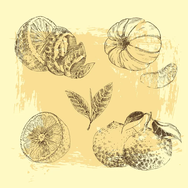 Vintage mürekkep elle çizilmiş koleksiyonu narenciye eskiz - limon, mandalina, portakal