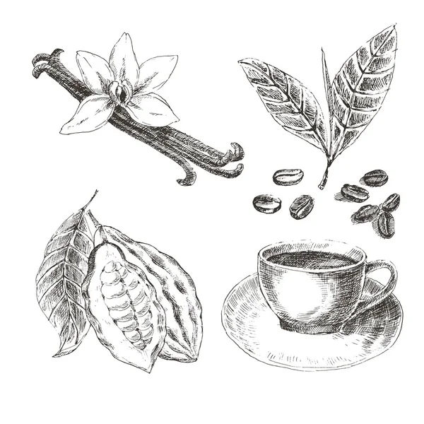 Vektör tatlı baharatlar ile çizilmiş seti ver. Vintage illüstrasyon. Vanilya, kakao, kahve çekirdekleri, yaprakları, sıcak içecek Retro topluluğu Stok Illüstrasyon
