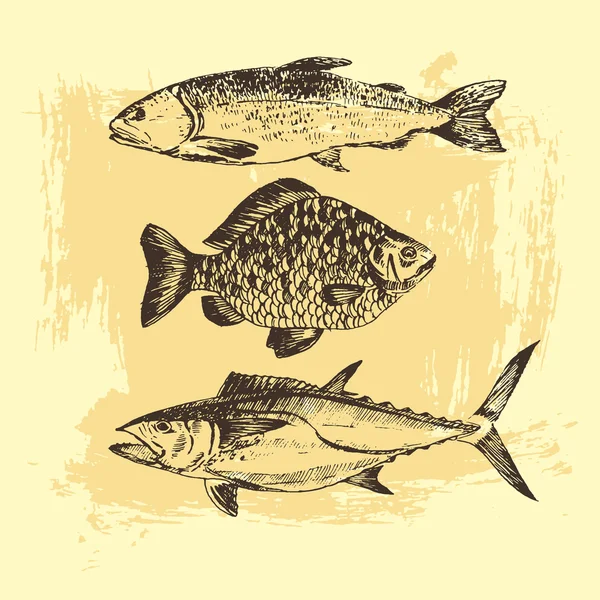 魚をベクトル デッサン - サケ、マス、コイ、マグロ。手の描かれた海の食べ物イラスト ロイヤリティフリーのストックイラスト