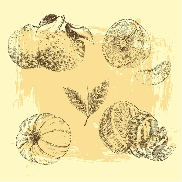 Vintage pennanteckningsinsamling hand dras av citrusfrukter skiss - citron, mandarin, apelsin — Stock vektor
