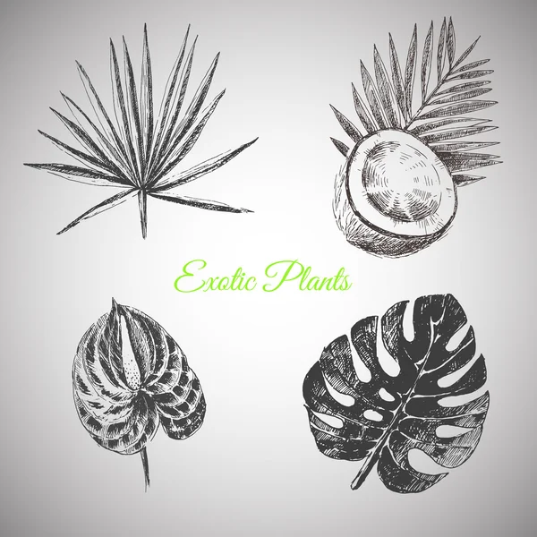 Piante tropicali vettoriali disegnate a mano e fiori esotici - foglie di palma — Vettoriale Stock