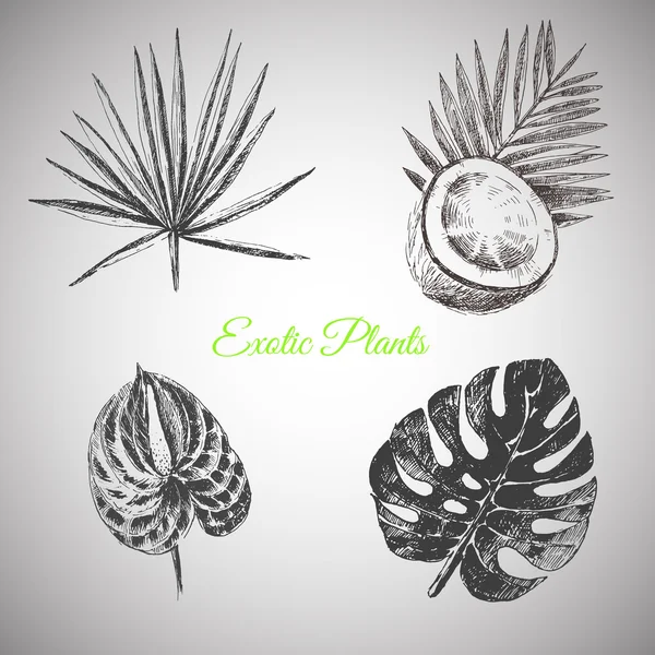 Vector hand drawn tropical plants and exotic flowers - palm leaves Royalty Free Stock Vectors