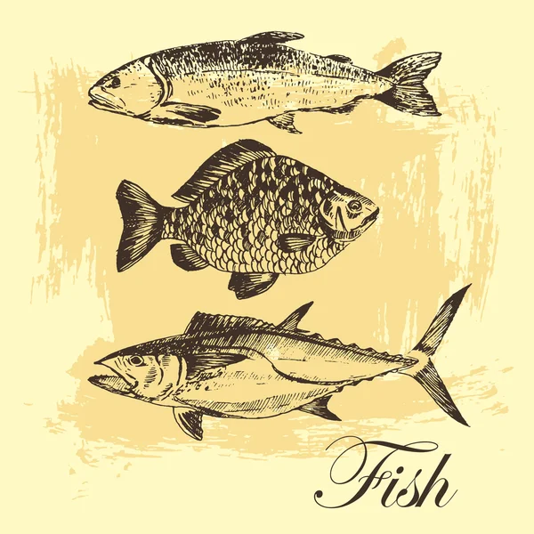 Vector fish sketch drawing - salmon, trout, carp, tuna. hand drawn sea food illustration Stock Illustration