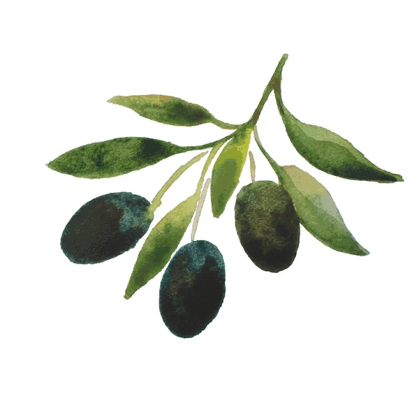 Vektorové akvarel olivový olej větve pozadí — Stockový vektor