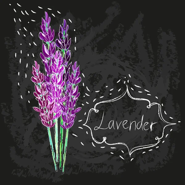 Vector acuarela lavanda delicada manojo — Vector de stock