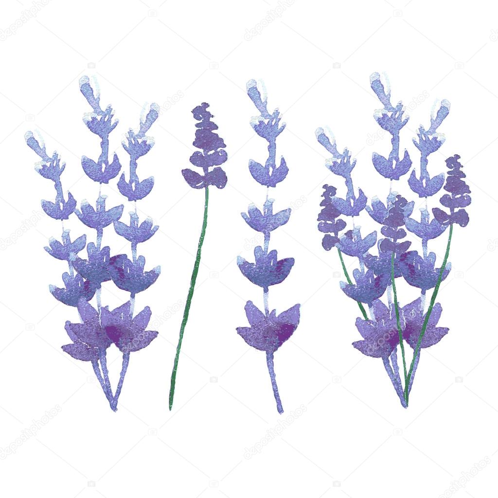 vector watercolor lavender delicate bunch