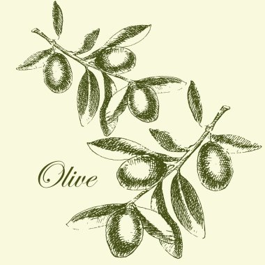 vector hand drawn olive branch. detailed sketch illustration
