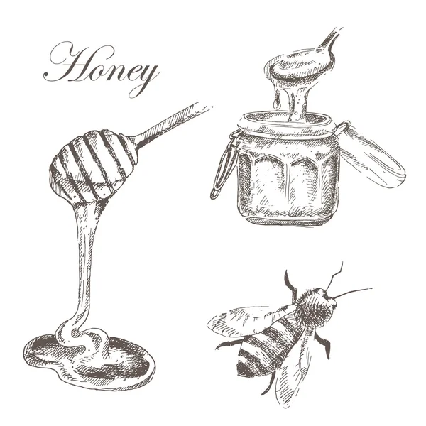 Vector miel, células de miel, palo de miel, ilustración de la abeja. bosquejo detallado dibujado a mano de objetos de la naturaleza — Archivo Imágenes Vectoriales