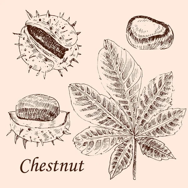 Vector kastanje en blad schets set op witte achtergrond. gedetailleerde retro herfst botanische illustratie — Stockvector