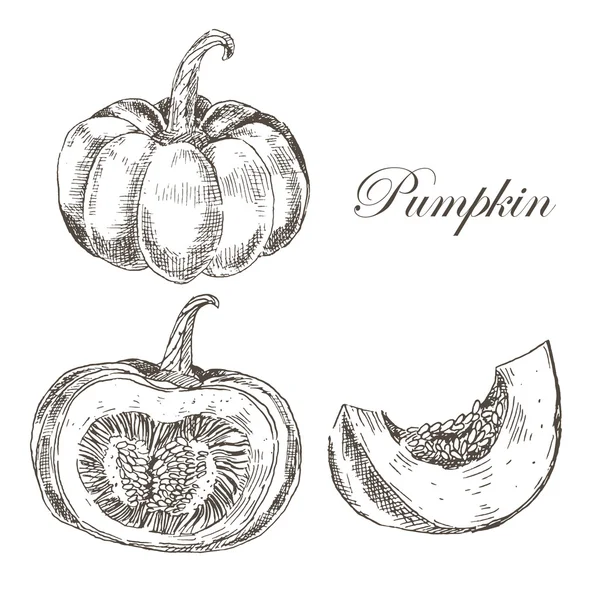 Vector pumpkin hand drawn ink and pencil drawing. seasonal autumn harvest botanical illustration in vintage style — 图库矢量图片