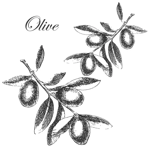 Vector hand drawn olive branch. detailed sketch illustration — Stock vektor