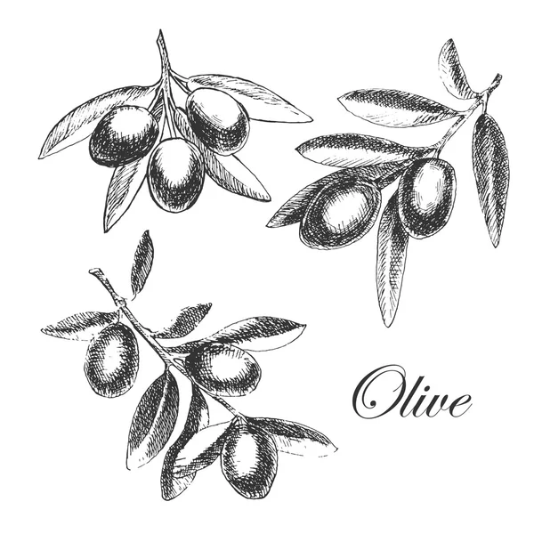 Vector hand drawn olive branch. detailed sketch illustration — 图库矢量图片