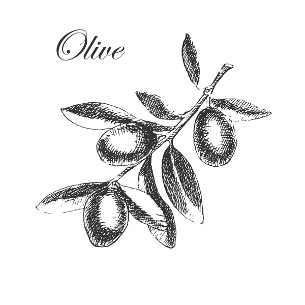 Ramo d'ulivo disegnato a mano vettore. illustrazione dettagliata dello schizzo — Vettoriale Stock